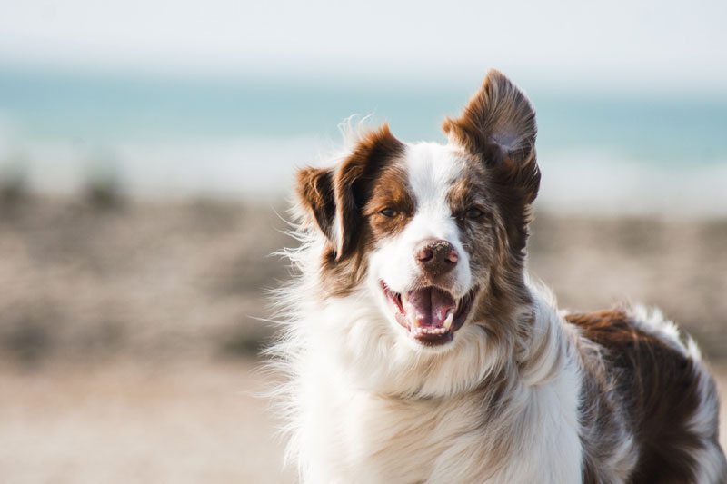 A white and brown Border Collie on Beach with wind in hair