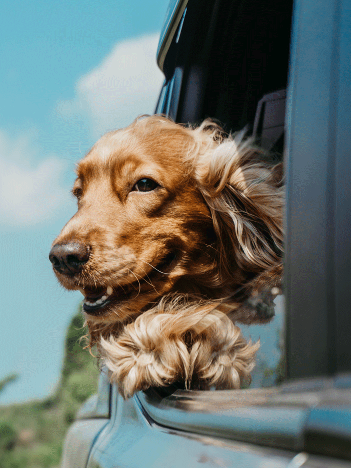 Golden Retriever with Wind in Hair