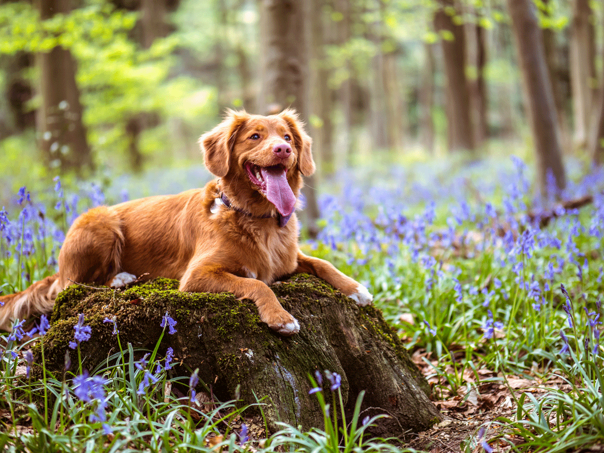Nova Scotia Duck Toller Retriever with long hair laying in field of purple flowers