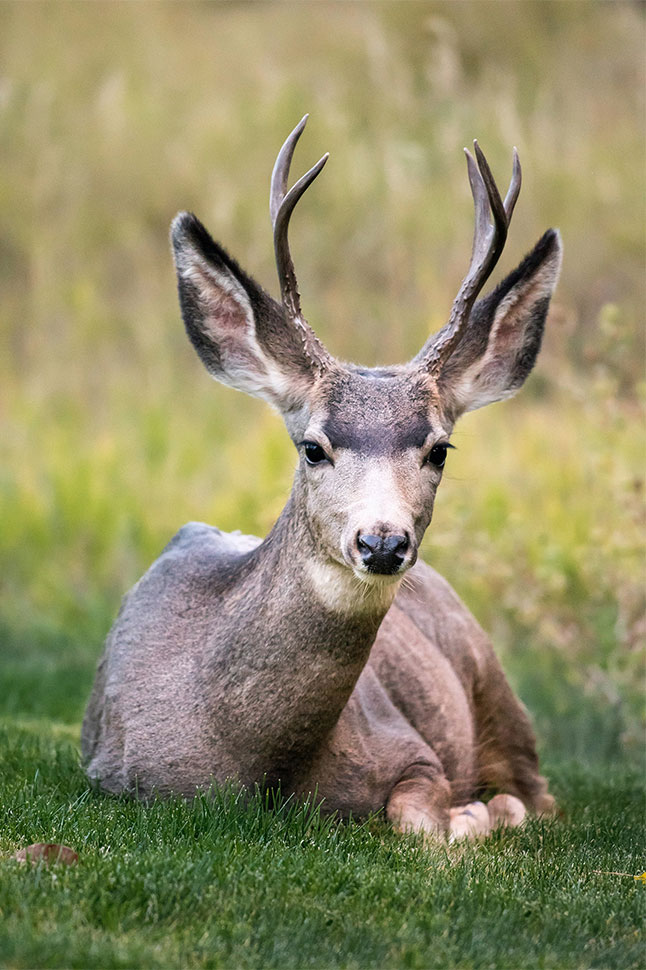 deer in grass