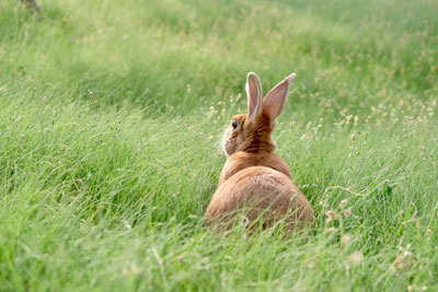 Brown bunny in grass