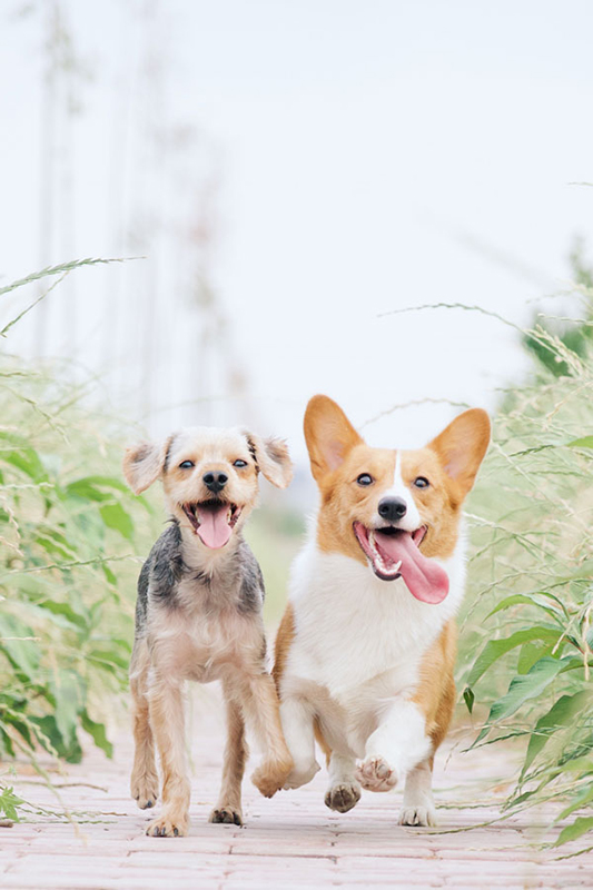 A brown and white Corgie and brown and black Airdale happily runnning down sidewalk